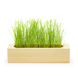 ノベルティグッズ